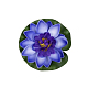 photo-2927970